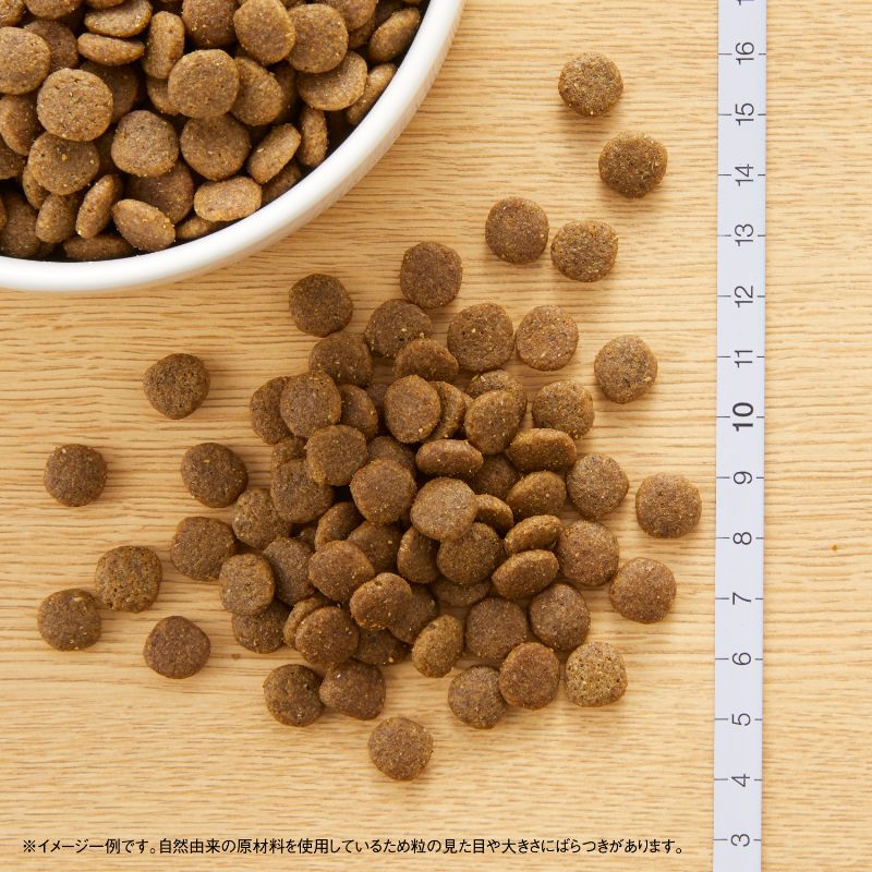 ニュートロ キャット ワイルド レシピ アダルト サーモン 成猫用 2kg