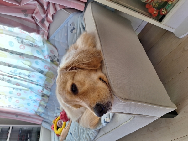 ニュートロ　シュプレモ　超小型～小型犬　体重管理用 (ナチュラルフード)