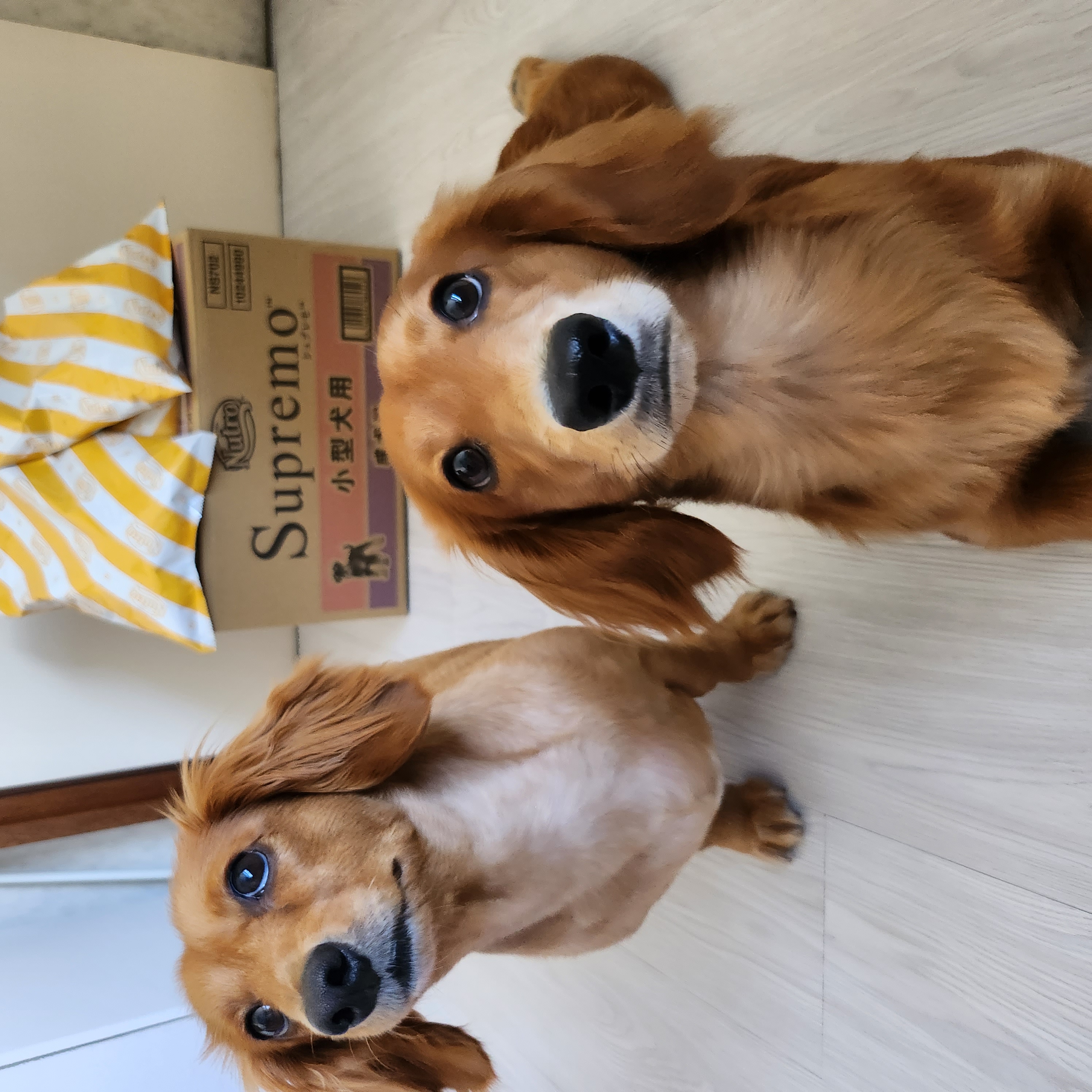 公式通販限定】ニュートロ シュプレモ 小型犬用 成犬用 5.4kg 