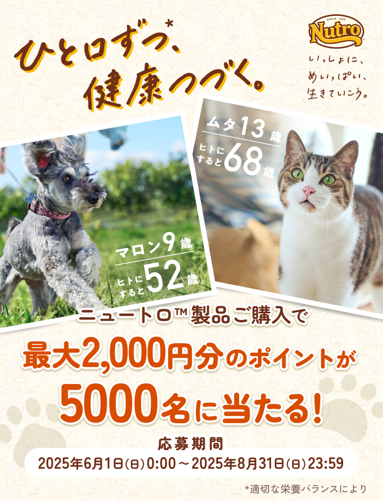 Nutro いっしょに、めいっぱい、生きていこう。 ひと口ずつ*、健康つづく。 マロン9歳/ヒトにすると52歳 ムタ13歳/ヒトにすると68歳 ニュートロ™製品ご購入で最大2,000円分のポイントが5000名に当たる！応募期間：2025年6月1日（日）0：00～2025年8月31日（日）23：59 *適切な栄養バランスにより