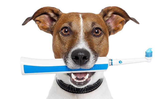 ワンちゃんの8割は歯周病。犬のデンタルケアのすすめ